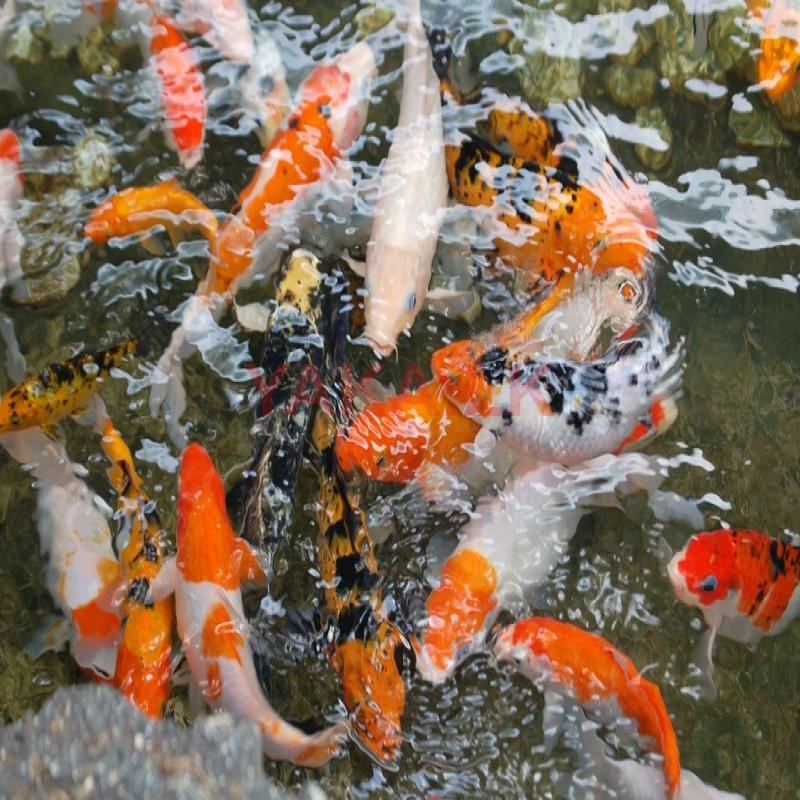 Koi fish