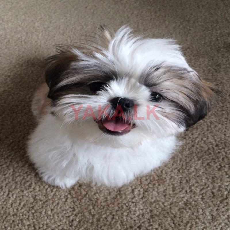 Shih Tzu Puppies