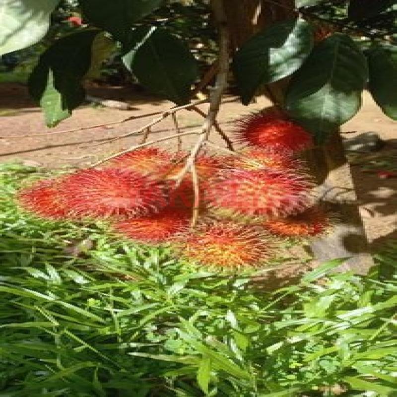 Rabutan