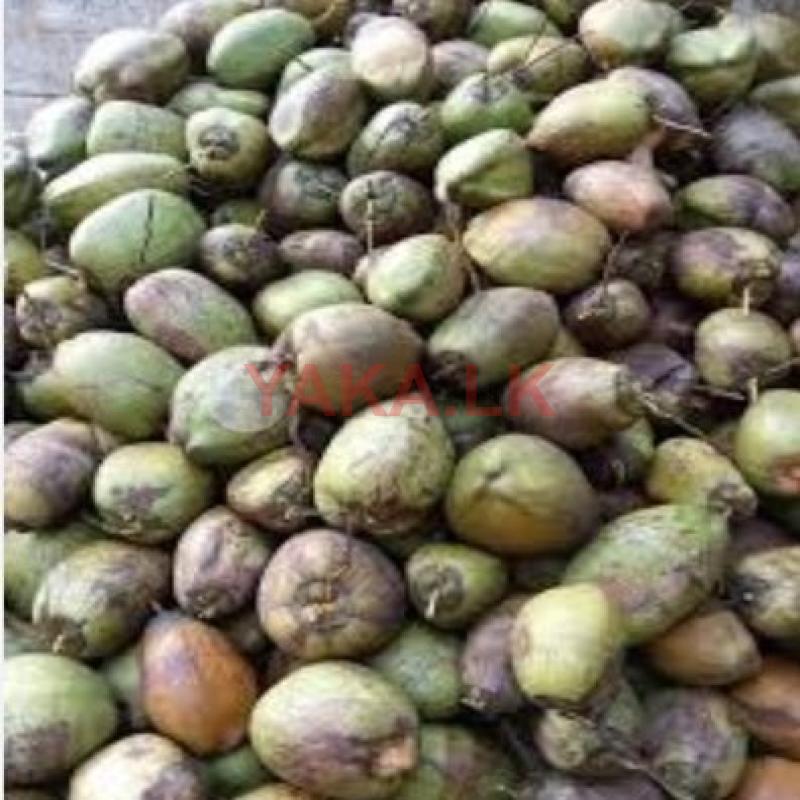 Coconut