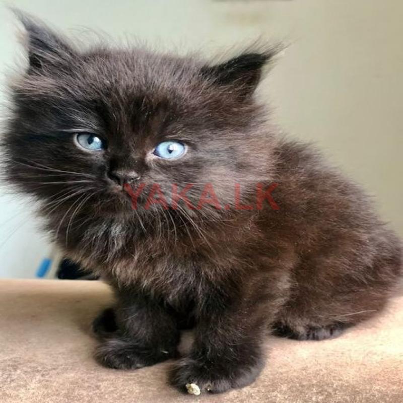 Maine Coon Breed Kittens
