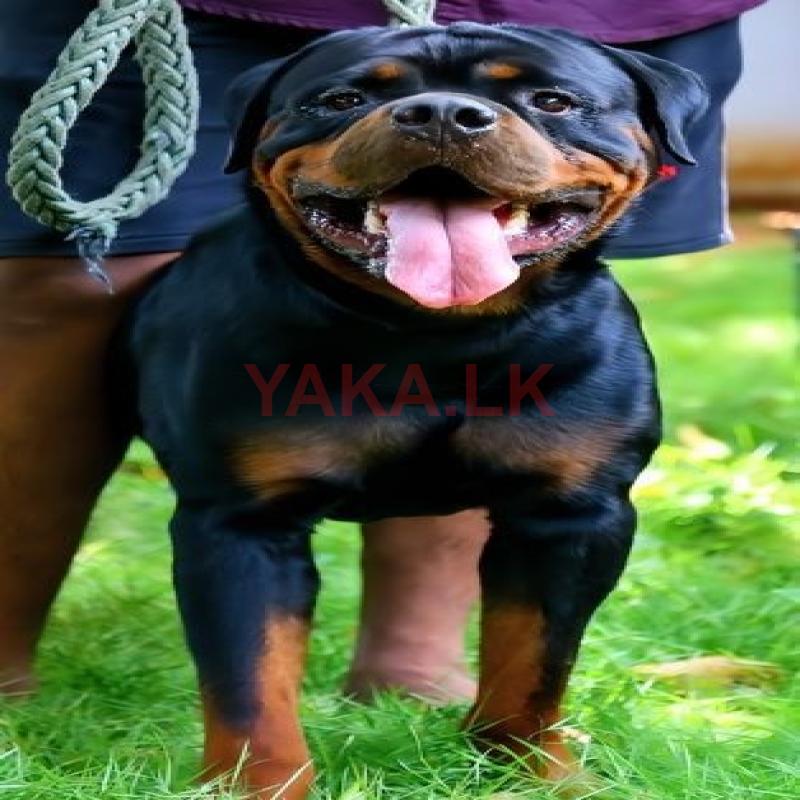 Rottweiler Male Dog for Crossing