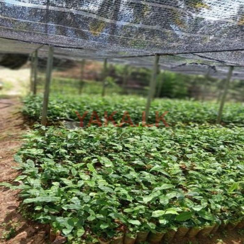 Tea Plants