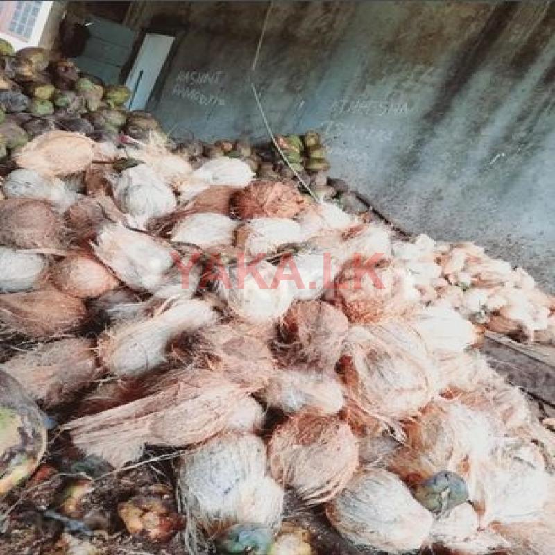 මාලු පොල්