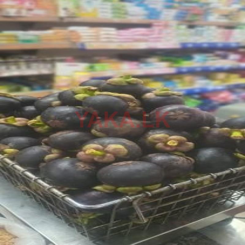 මැංගුස්
