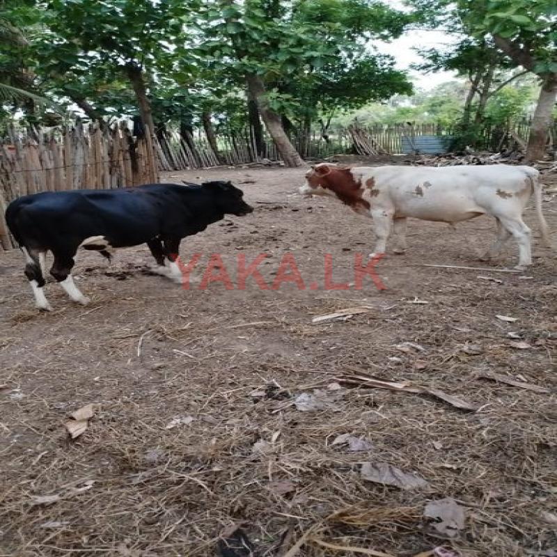 Farm Cows