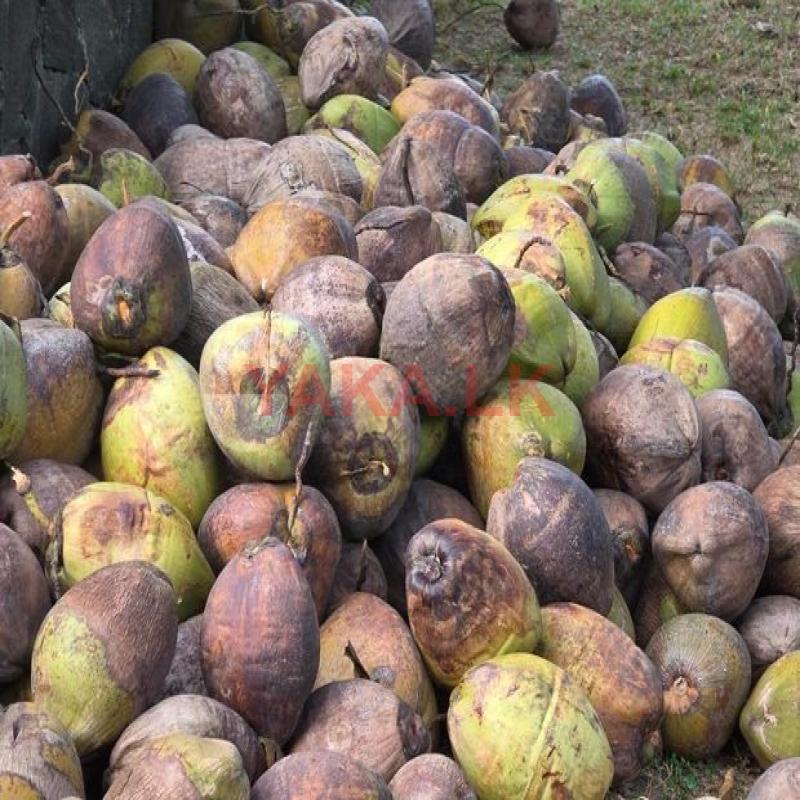 Coconut