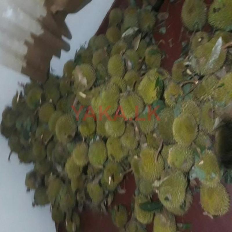 durian