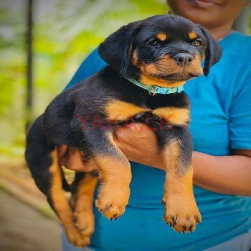 Rosairo puppy's