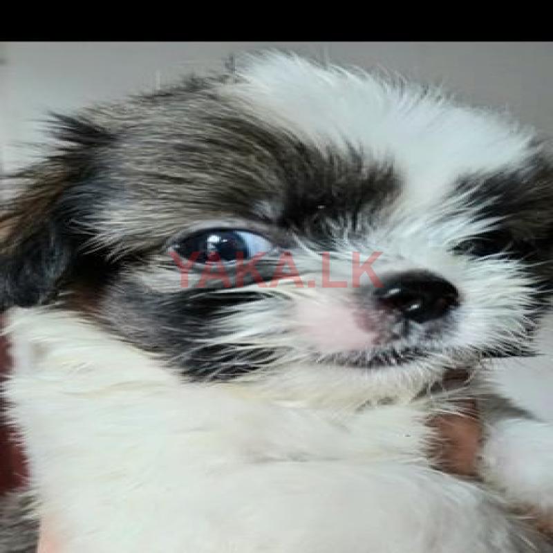 Shih Tzu Puppies