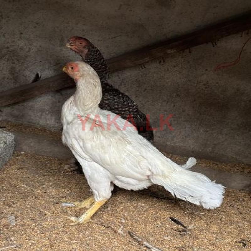 Parrot Nose Roosters