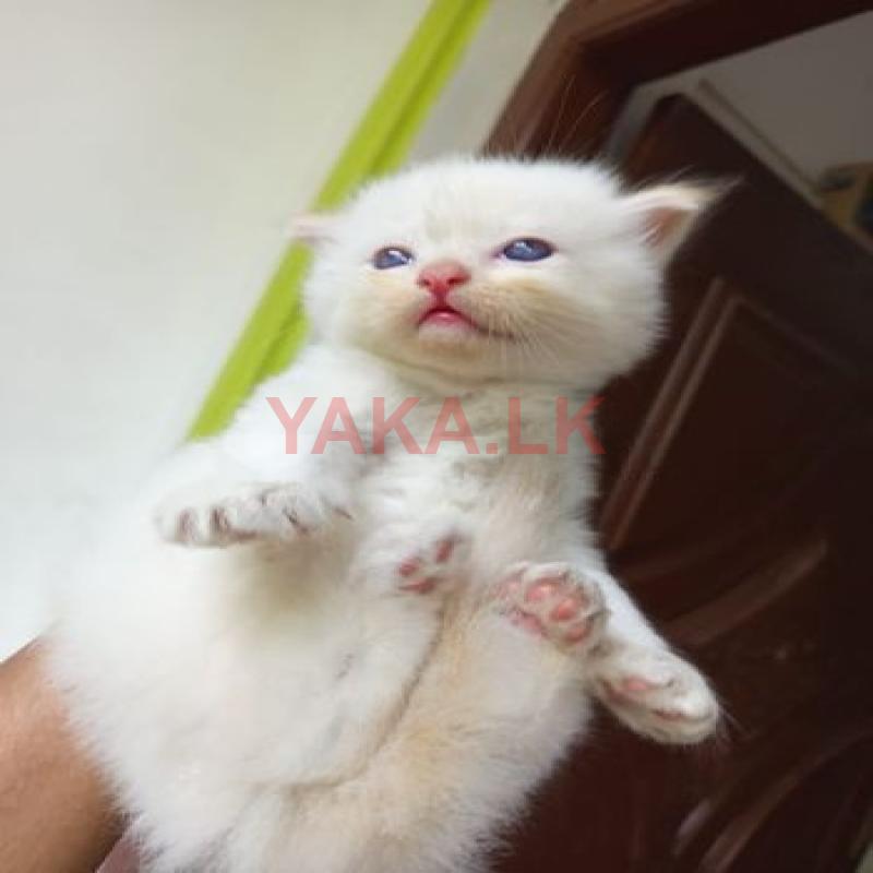 Persian Kitten