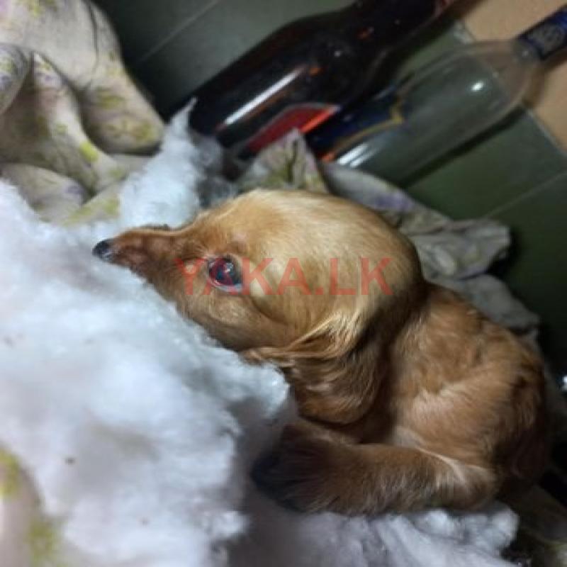 Cocker Spaniel Puppies