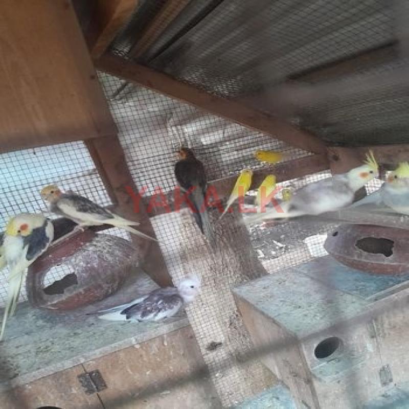 Cocktail Birds