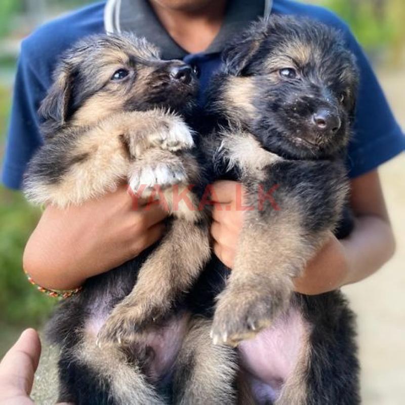 German Shepherd Long Coat Puppies