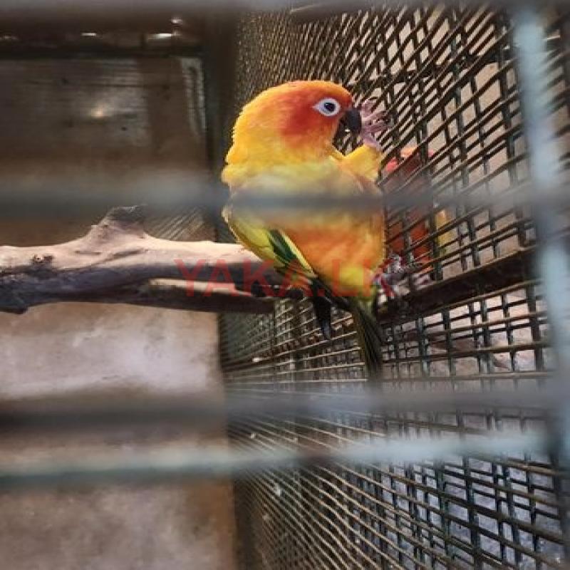 Sun Conure Bird