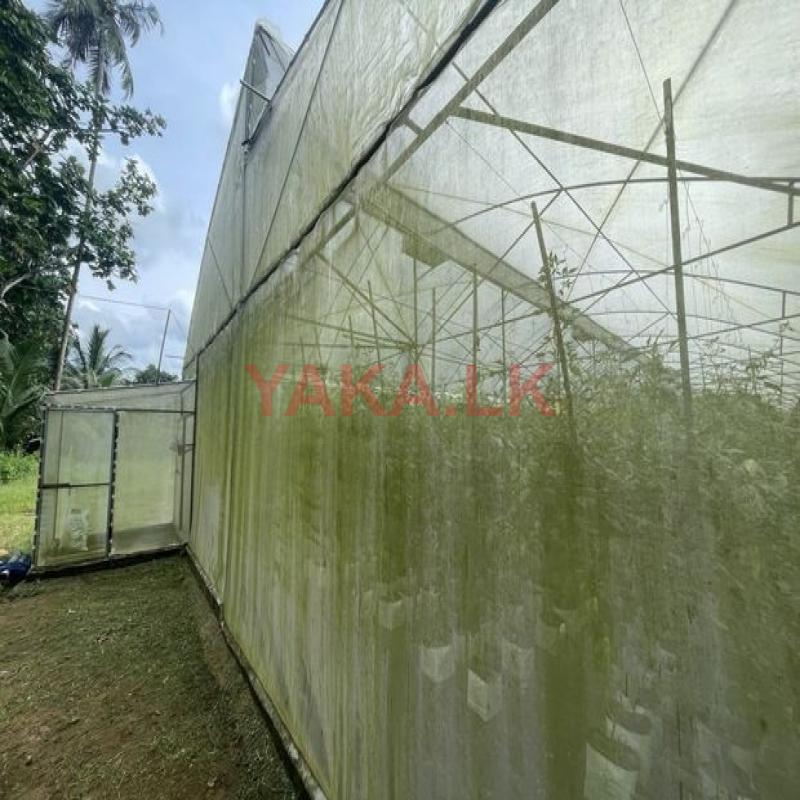 Green House Poly Tunnels