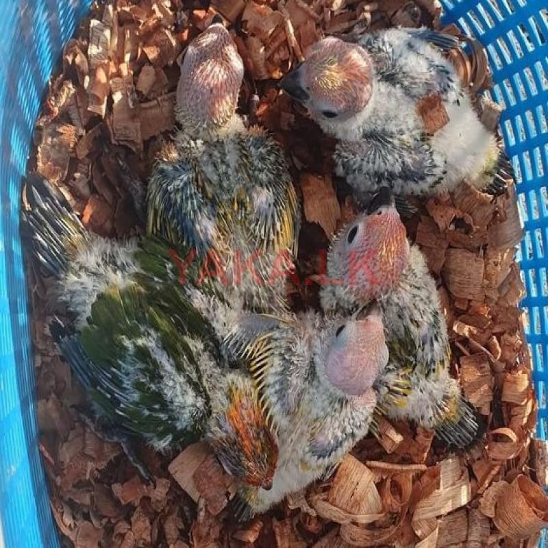 Sun Conure Chicks