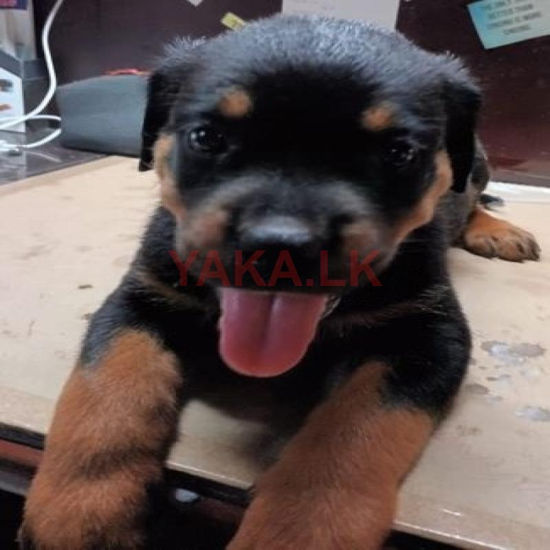 Rottweiler Puppies