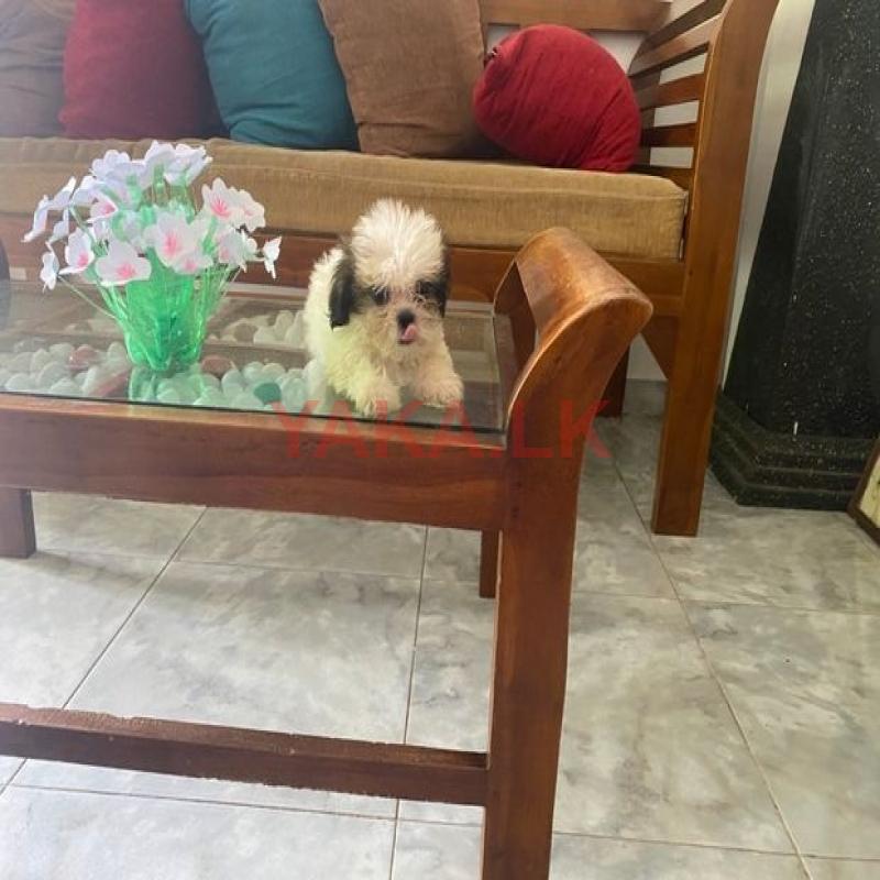Mini Shitzu Puppies