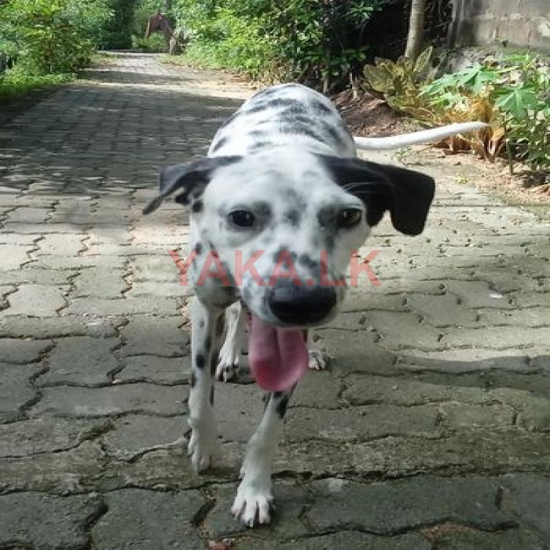 Dalmatian Dog