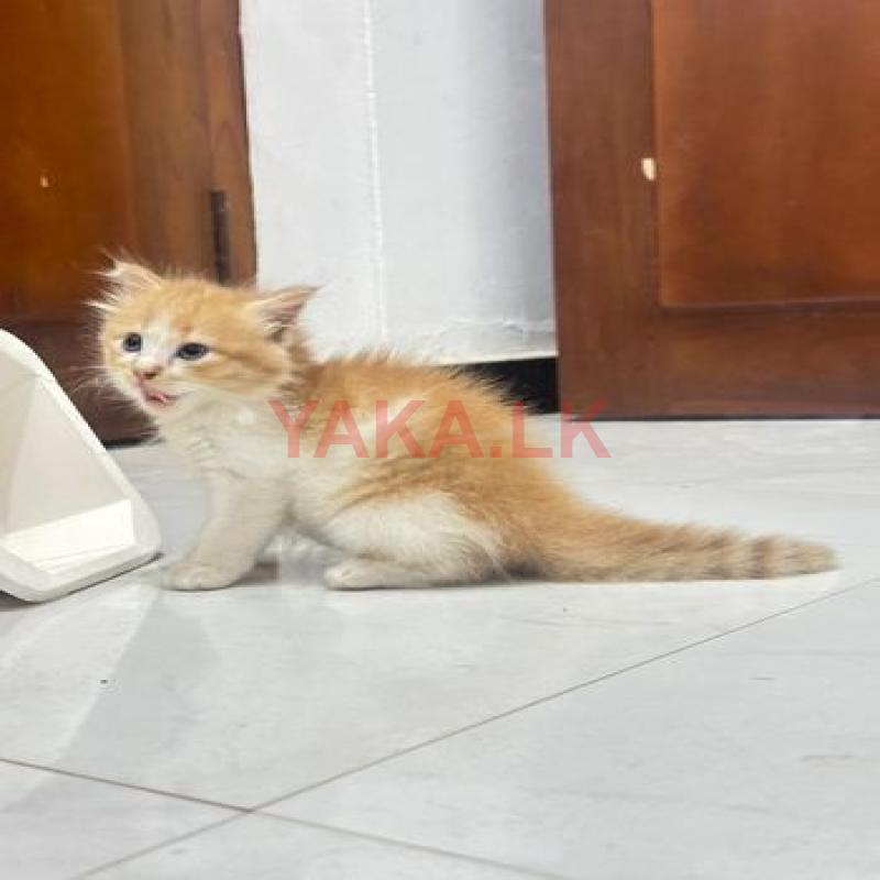 Persian kitten