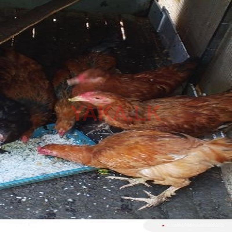 කුකුලන්