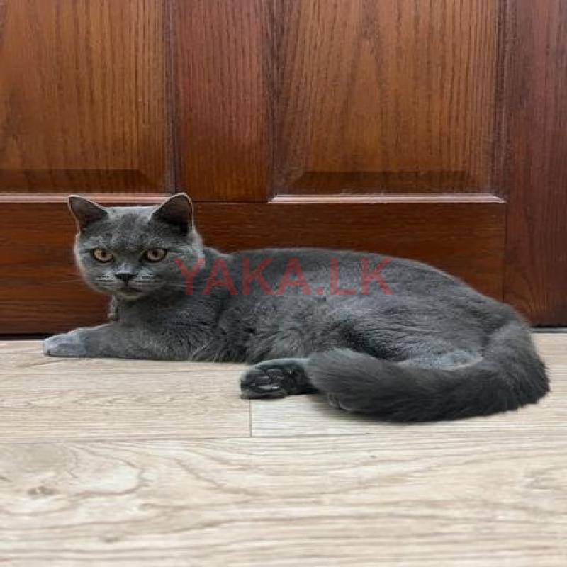 British Shorthair Cat