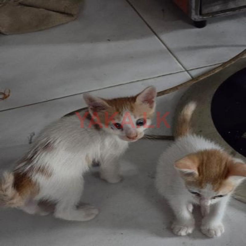 Kittens for Kind Home