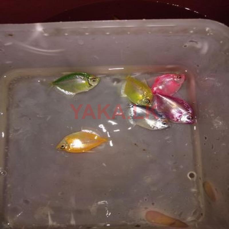 Glow Tetra with Goldfish Fish