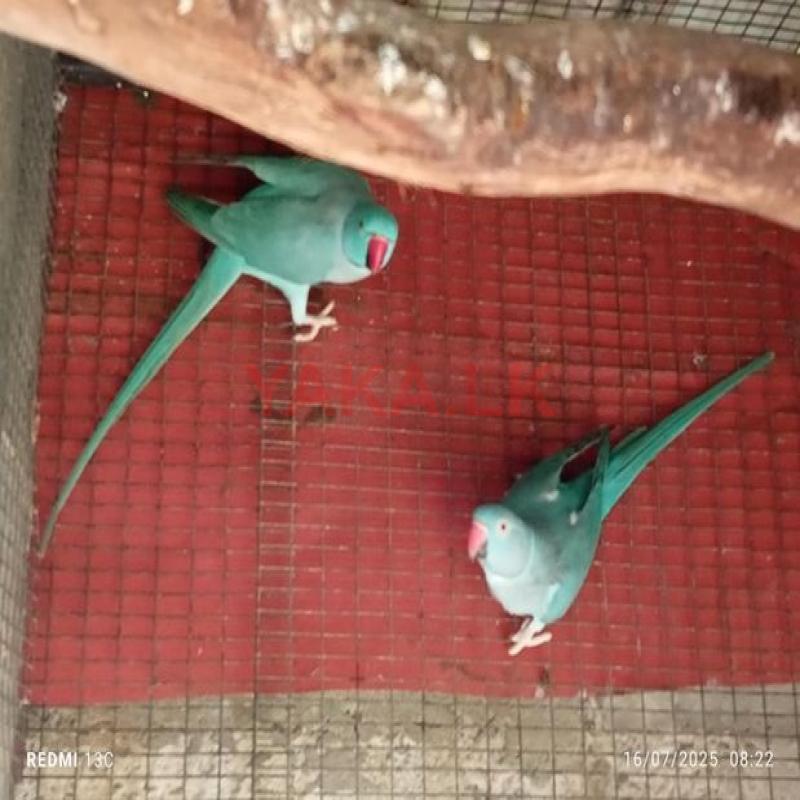 Blue Ring Neck Birds