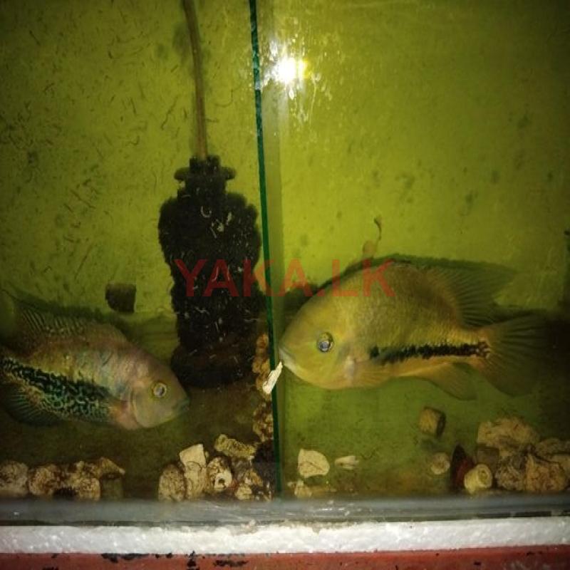 Hybrid Cichlid Fish