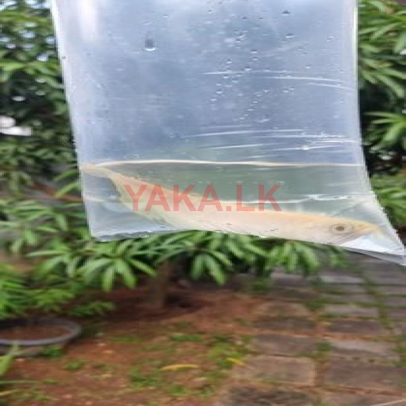 Arawana
