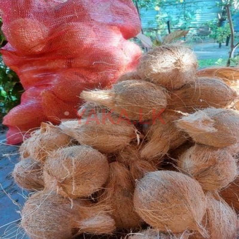 தேங்காய்