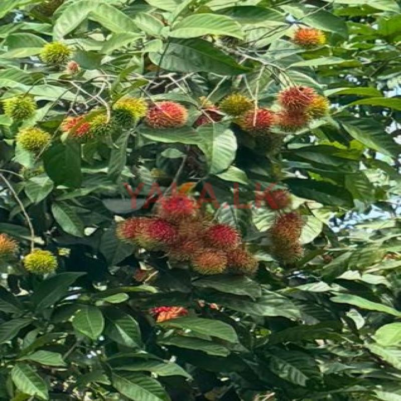 රබුටන්