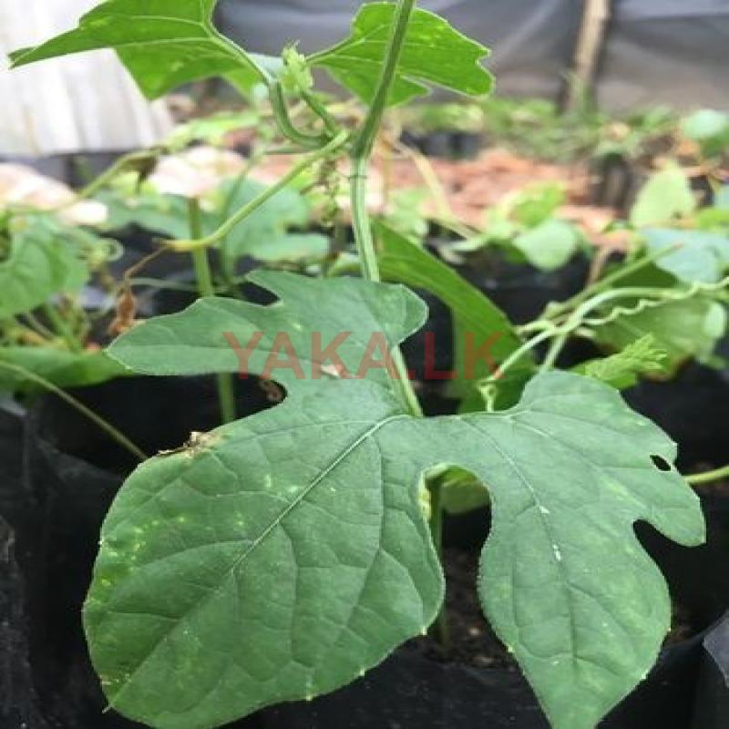 තුඔ කරවිල පැල