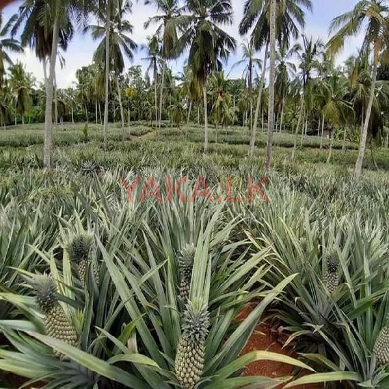 අන්නාසි පැළ