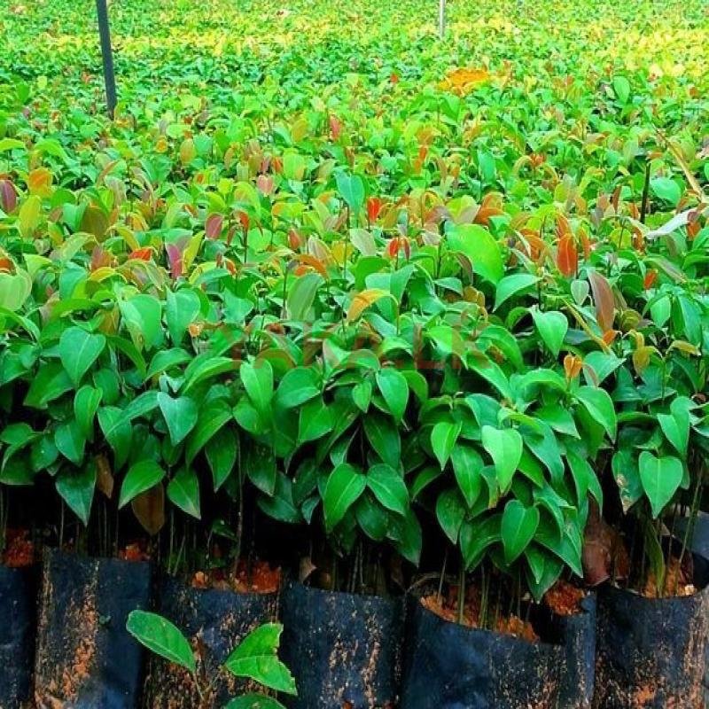 කුරැදු පැල