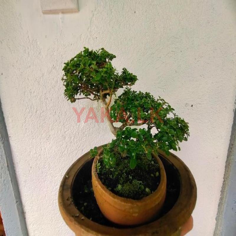 Bonsai Tree