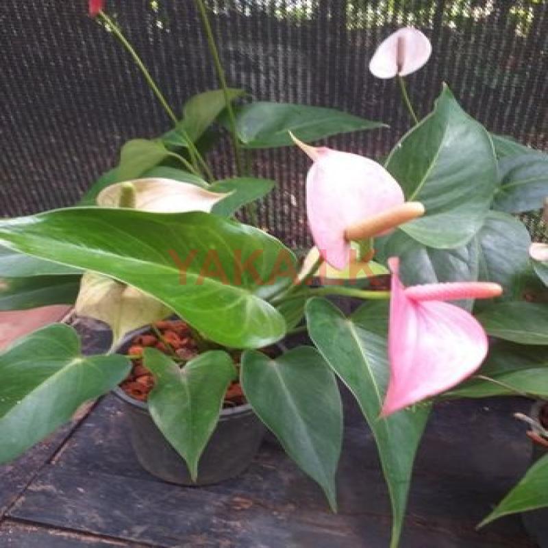 Anthurium