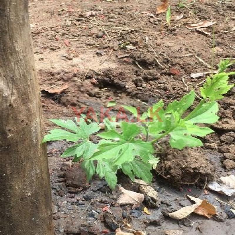 තුඔ කරවිල පැල
