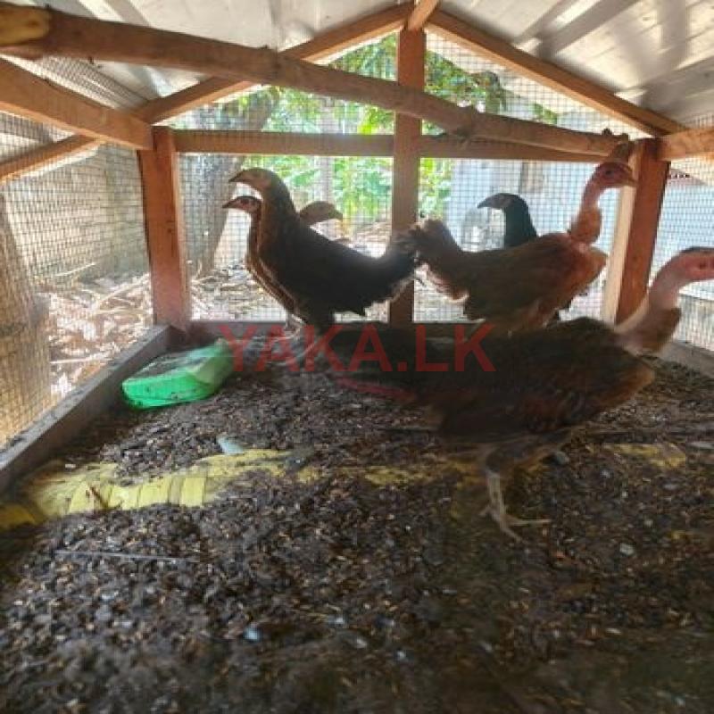 Farm Hens