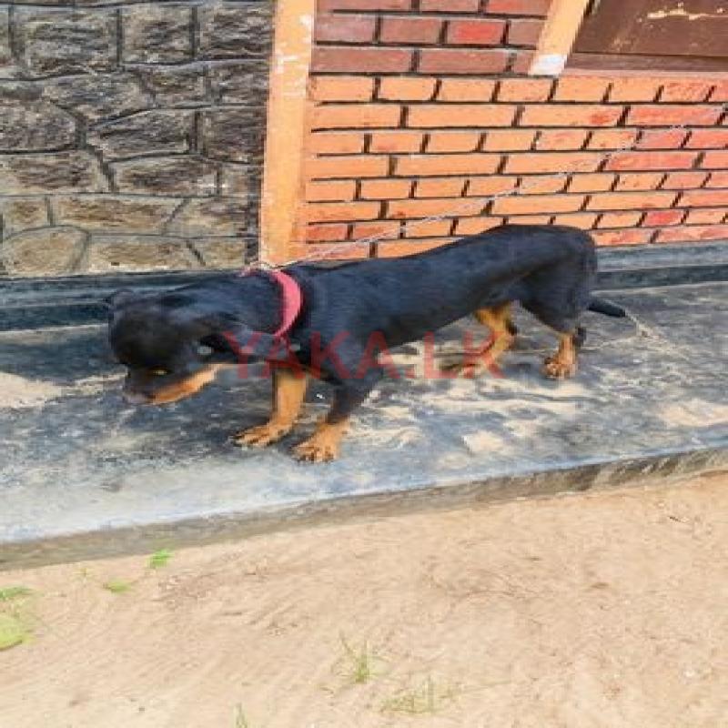 Rottweiler for Crossing