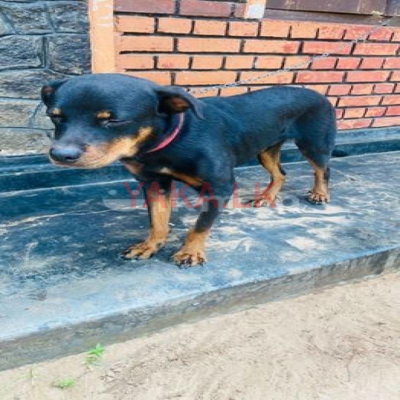 Rottweiler for Crossing