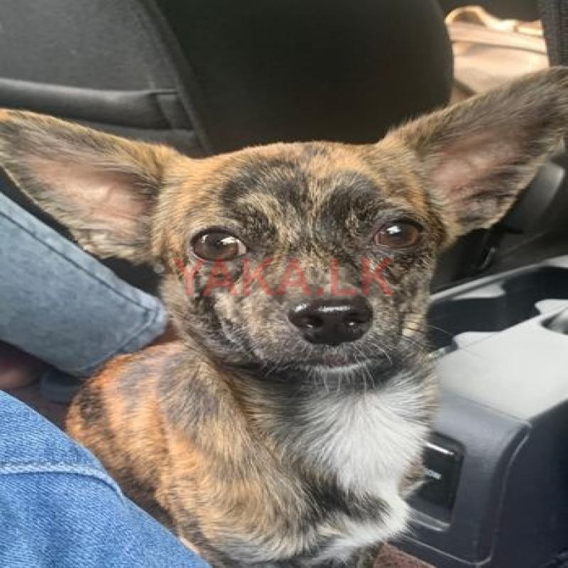 Chihuahua for Crossing
