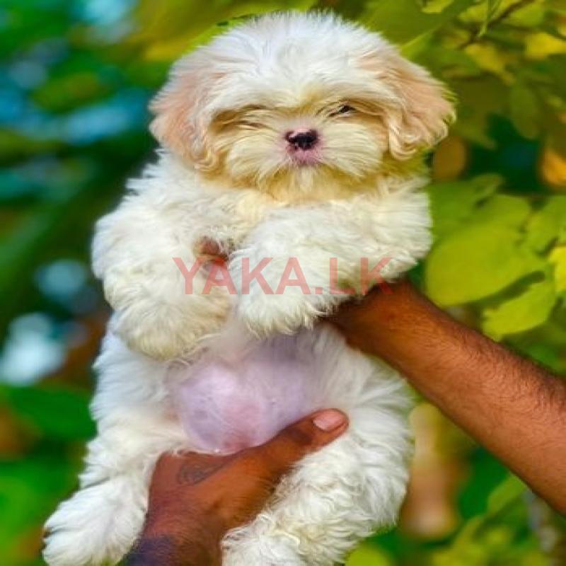 Shih Tzu Puppies