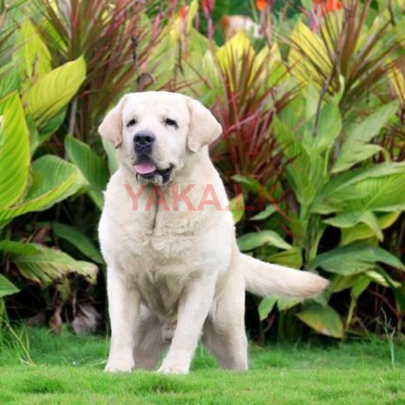 Labrador for Crossing (imported)