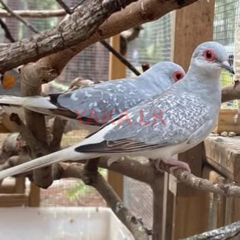 Pigeon