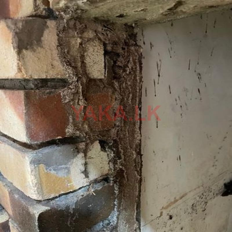 Pest control (termite control)