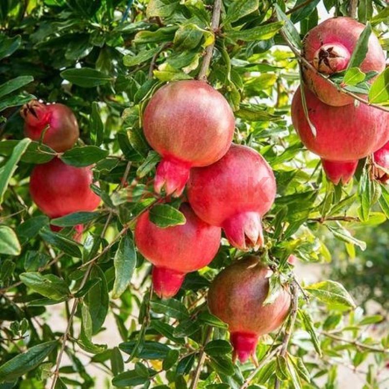Pomegranate